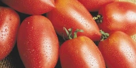 Rukola: recenzije, fotografije, prinos